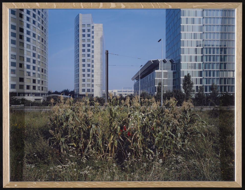 Empty lawn with shrubbery and in the background large office buildings. Photograph by Jasper Wiedeman
