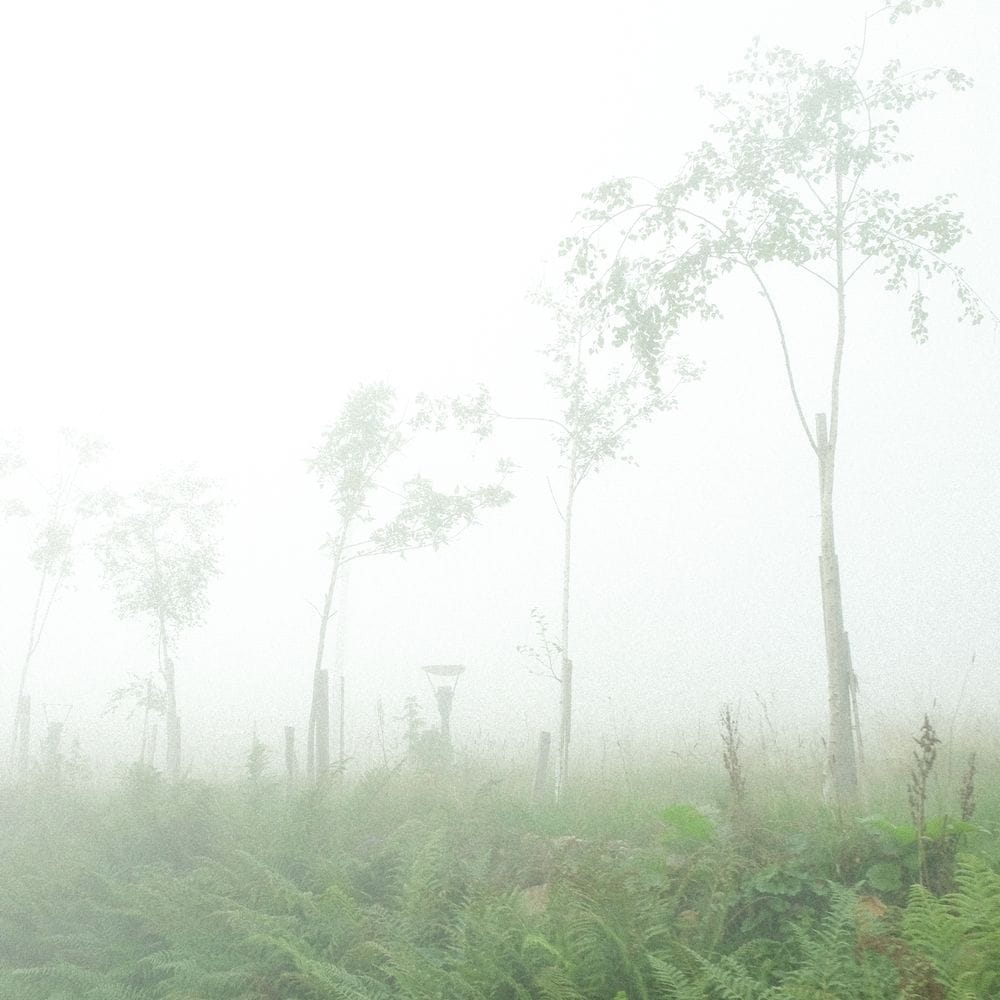 Foggy image of trees and plants. © Cansu Yıldıran