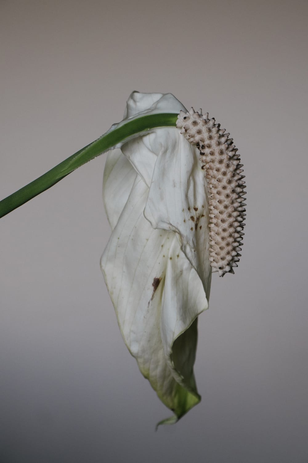Close-up image of bloomed flower © Marisol Mendez