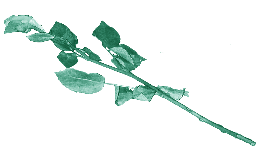 Photo of a green rose © Kıvılcım S Güngörün