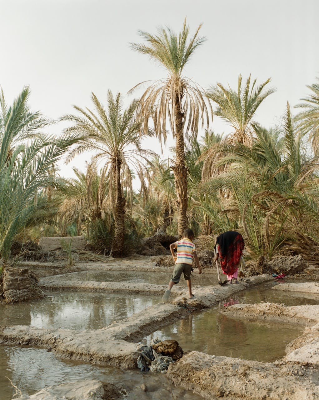 A child and a woman work in a palm tree oasis, tending to small water channels surrounded by lush greenery under a clear sky.