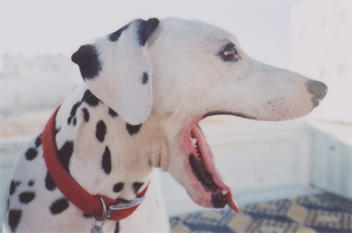 Zijaanzicht van een dalmatiër met een tong uit zijn bek.
