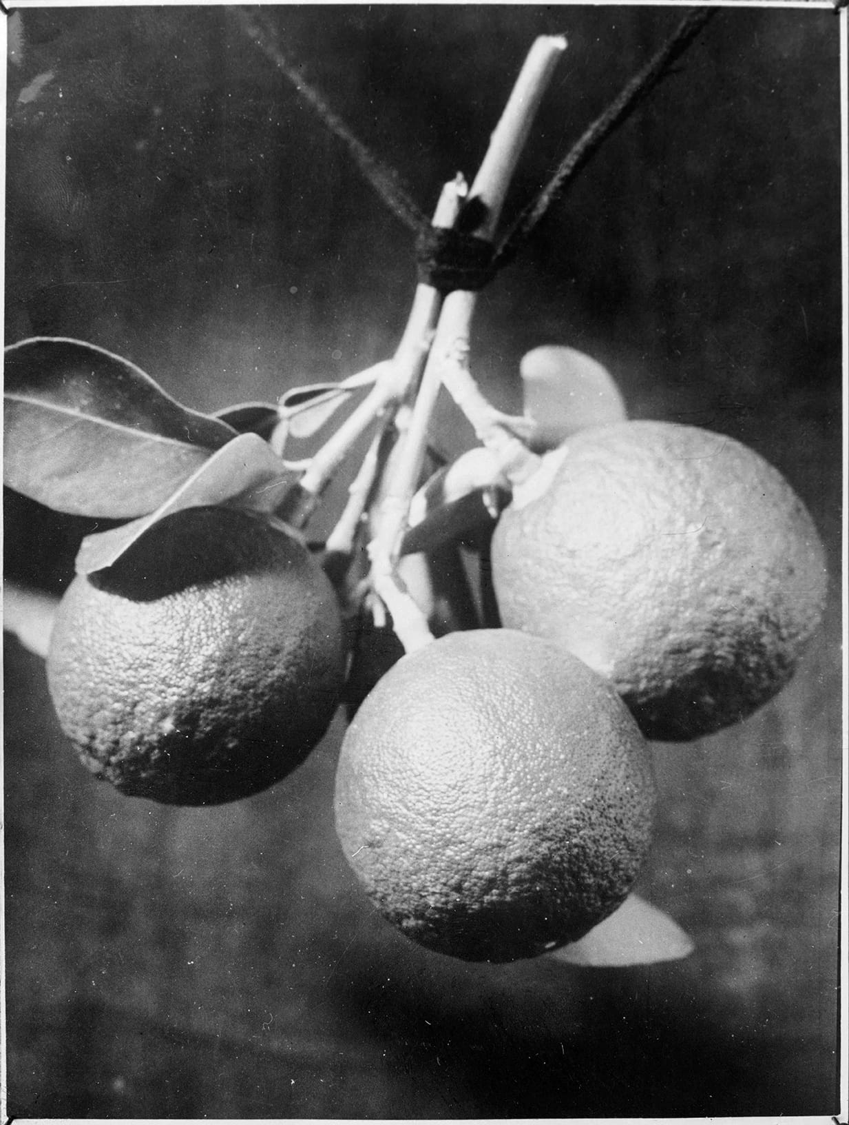 Oranges black and white
