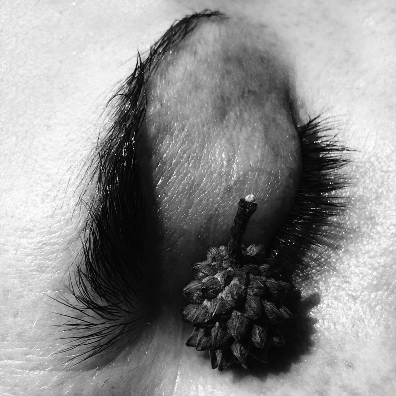 Zwart-wit beeld; close-up van een oog waarop een vrucht ligt.