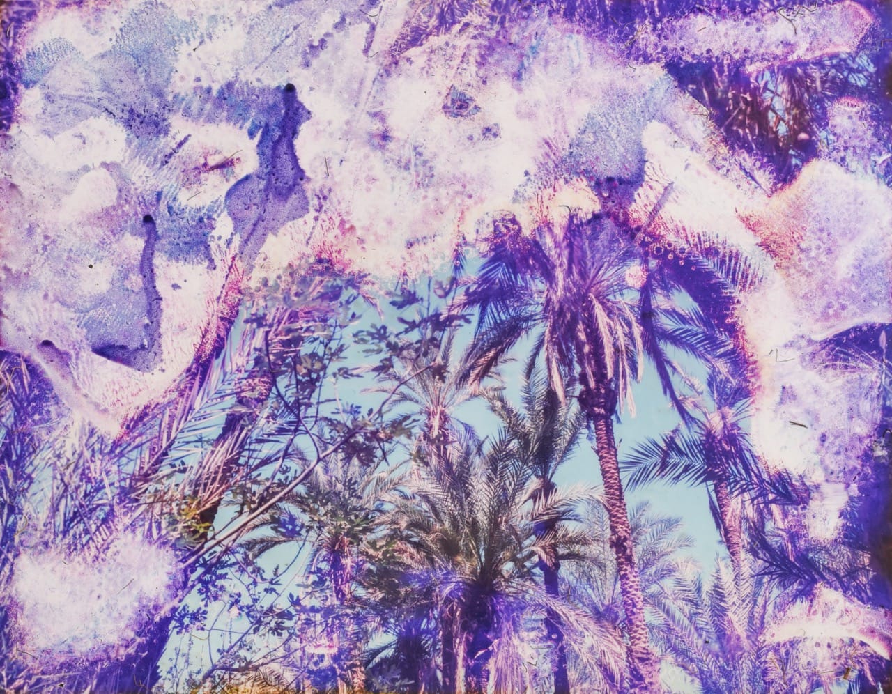 Palm trees under a blue sky with a vibrant, abstract overlay of purple and pink textures.