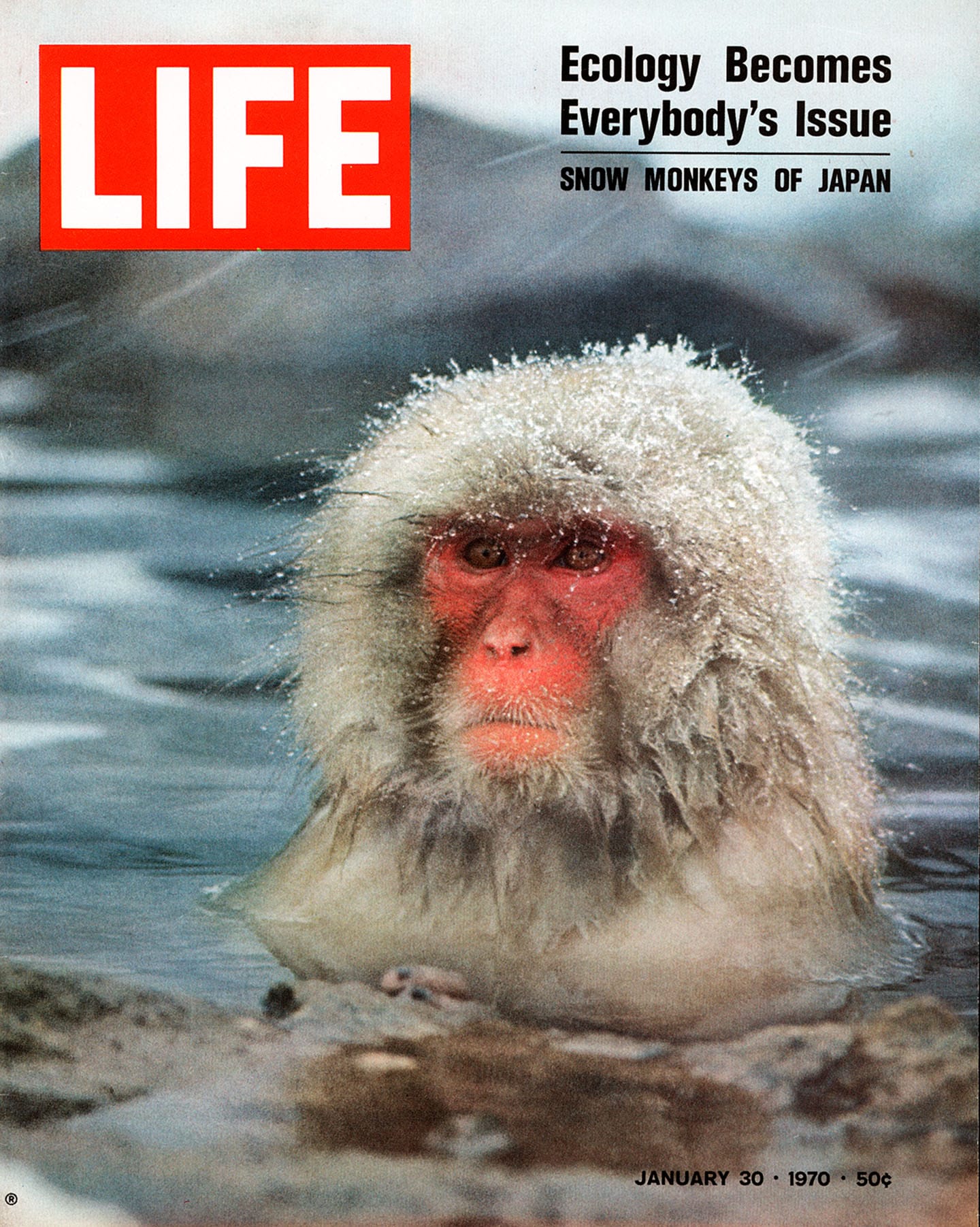 Life cover, Snow monkey