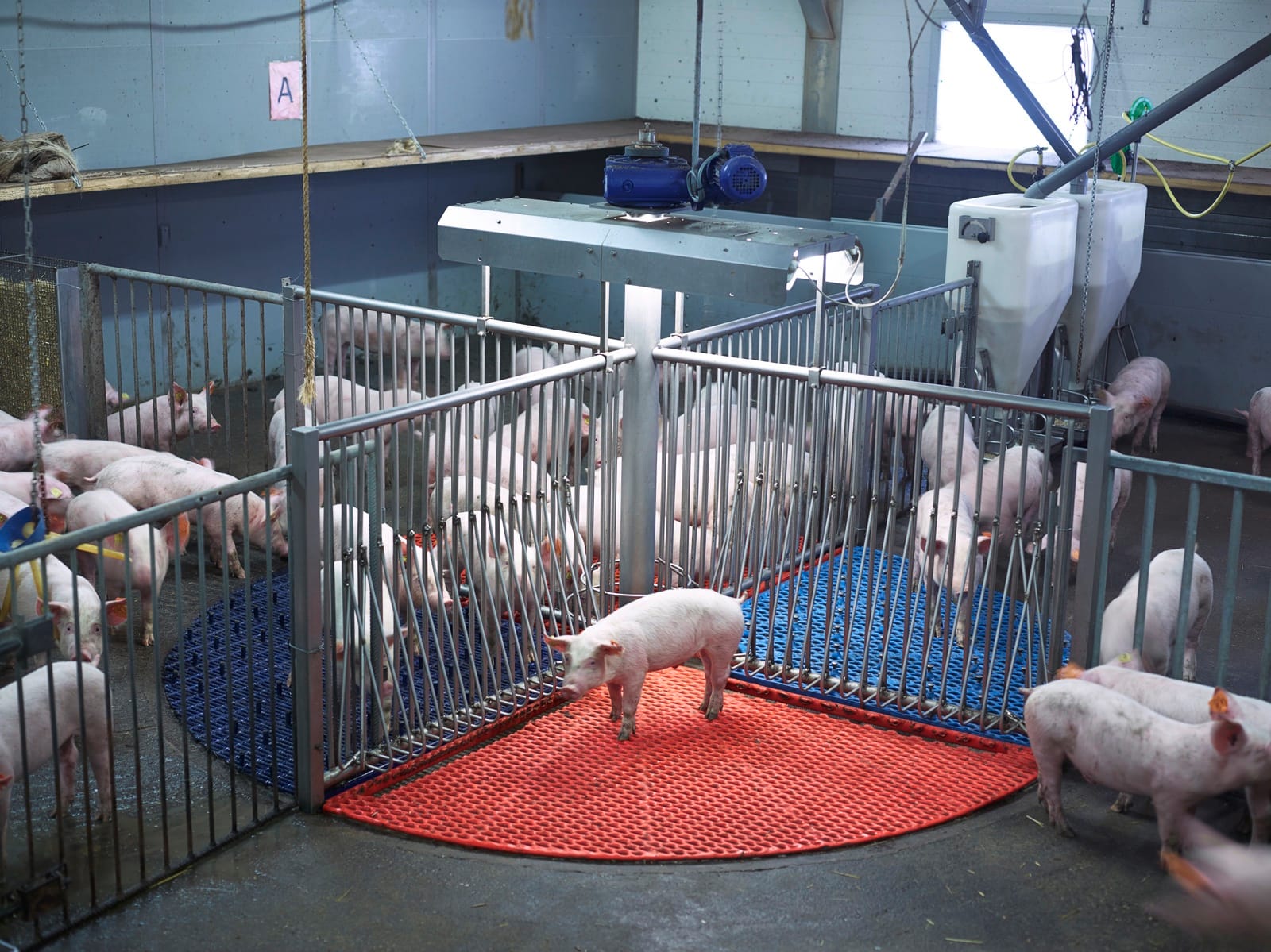Pigs at Varkens Innovatie Centrum (VIC) Sterksel © Henk Wildschut
