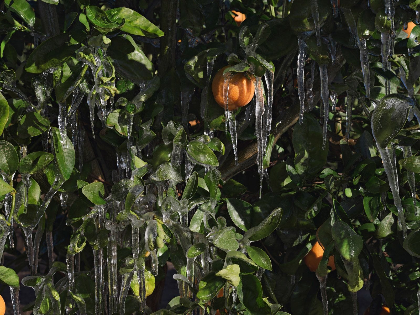 Liggend beeld van sinaasappelbomen met ijsschotsen tussen de bladeren./ Farmers still use ice, the best technology available, to protect orange trees from cold winter temperatures in the Central Valley of California.