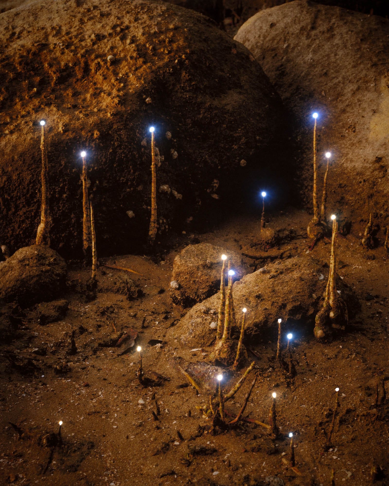 Small glowing fungi-like structures with bright tips emerging from sandy ground among rocks.