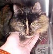 Image of a cat