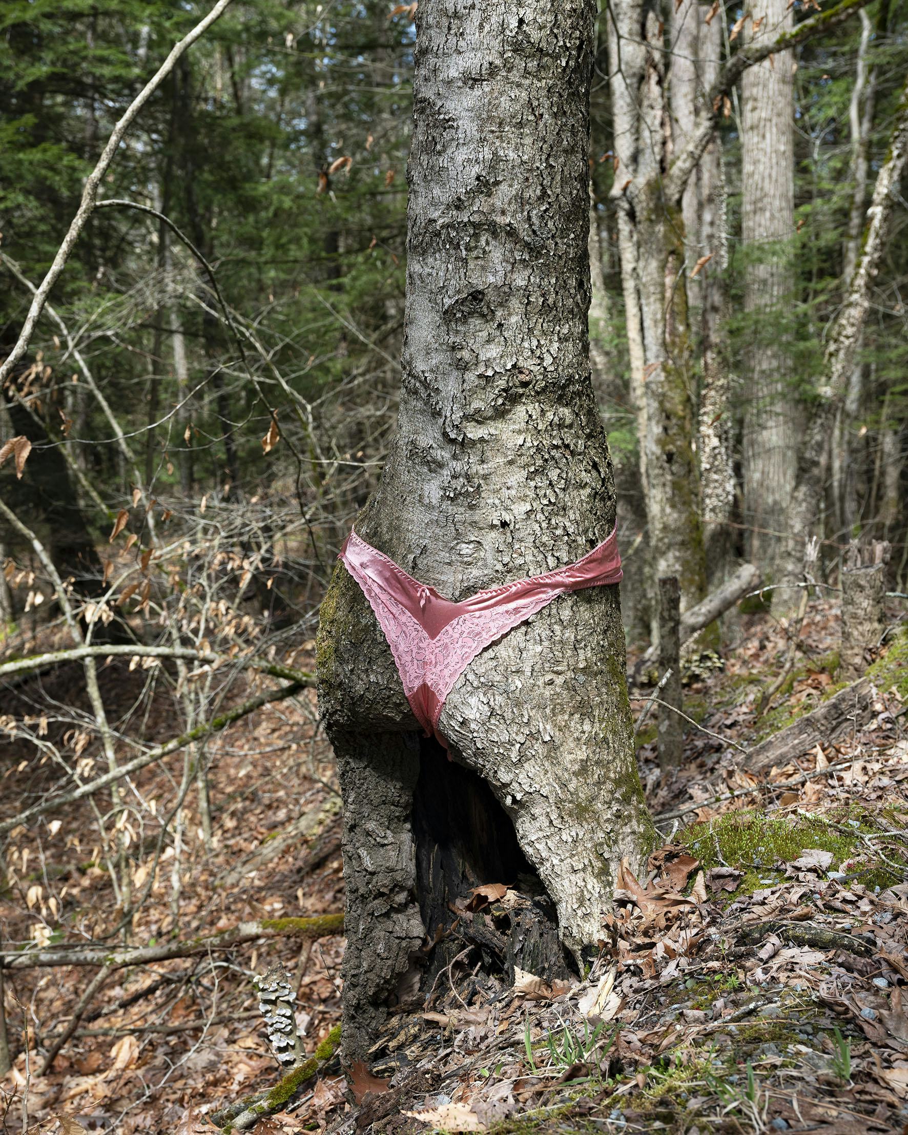 Tree with pink panties on in forest