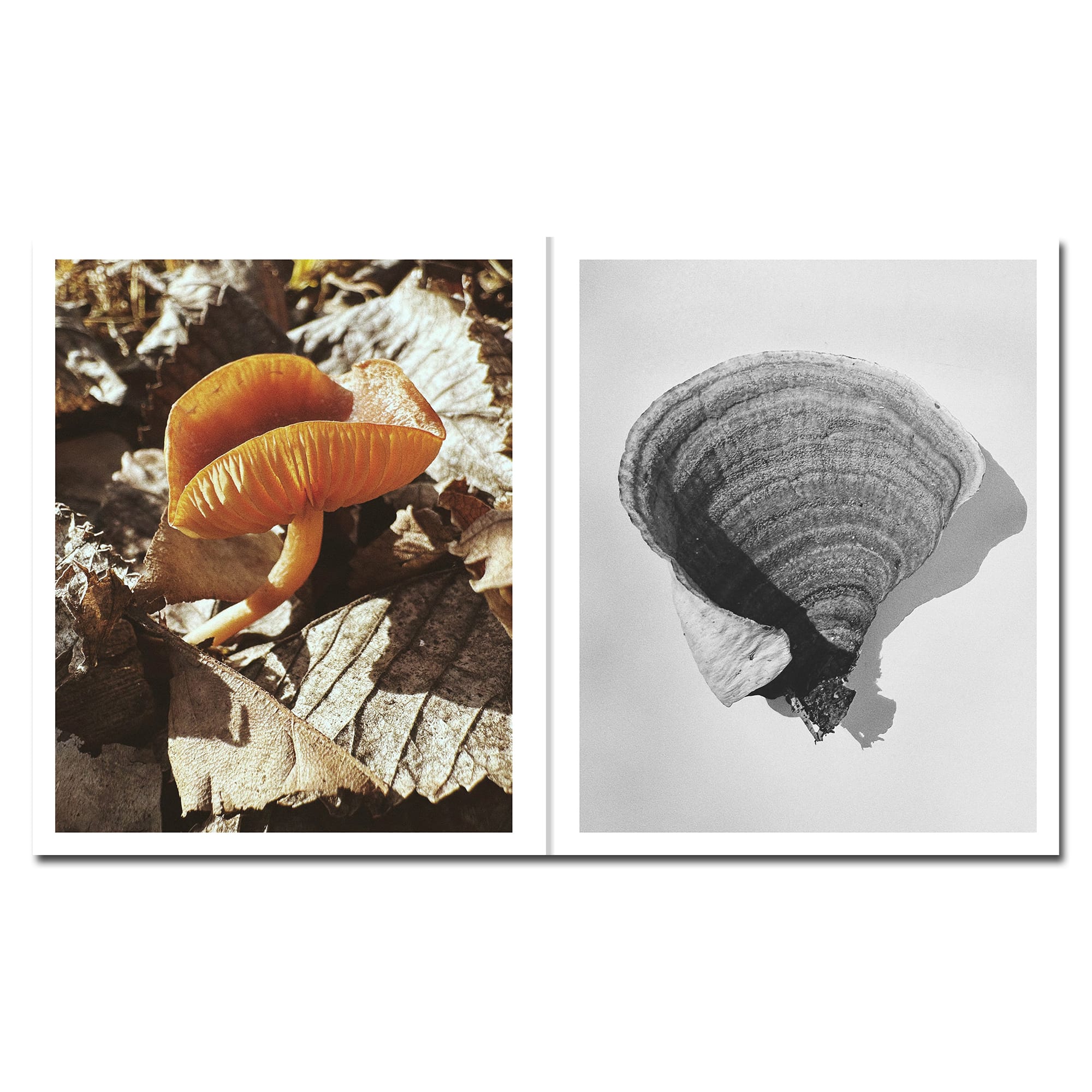 Side-by-side images: left shows an orange mushroom on dry leaves; right displays a black-and-white close-up of a mushroom's gills.
