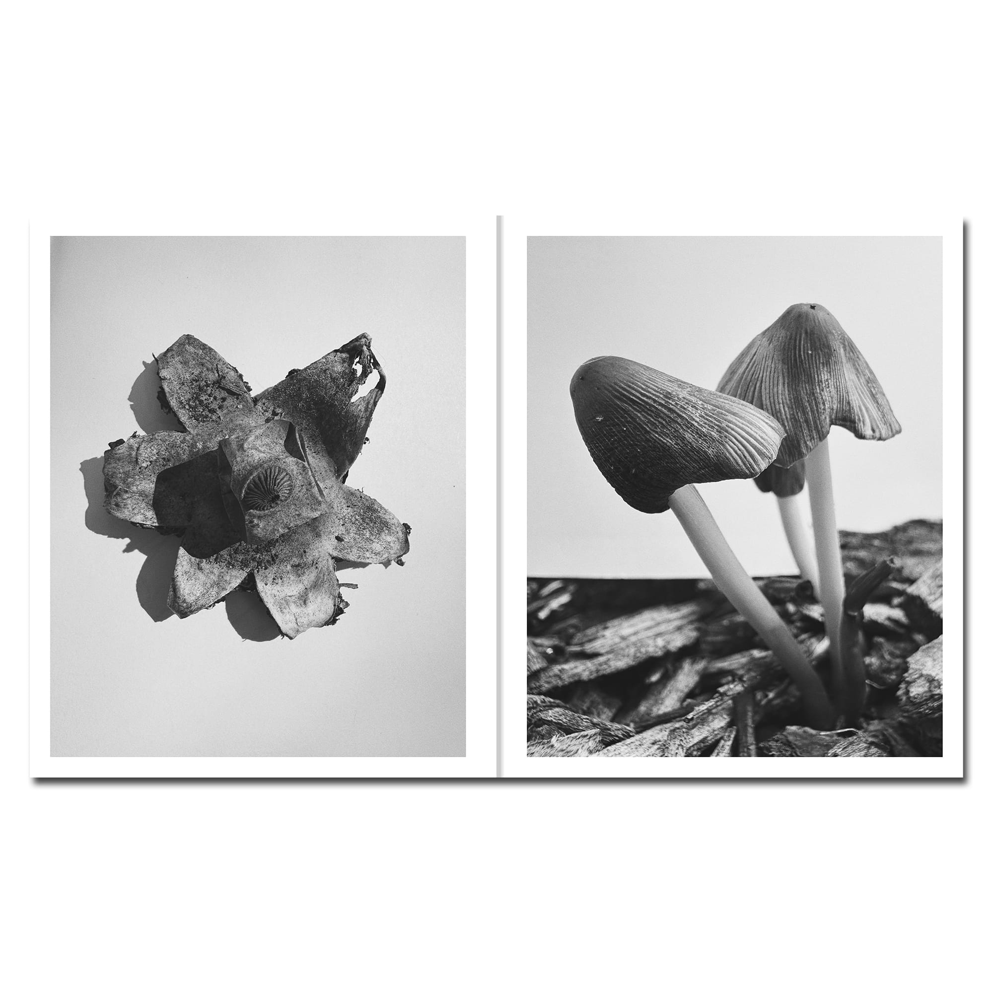 mushrooms