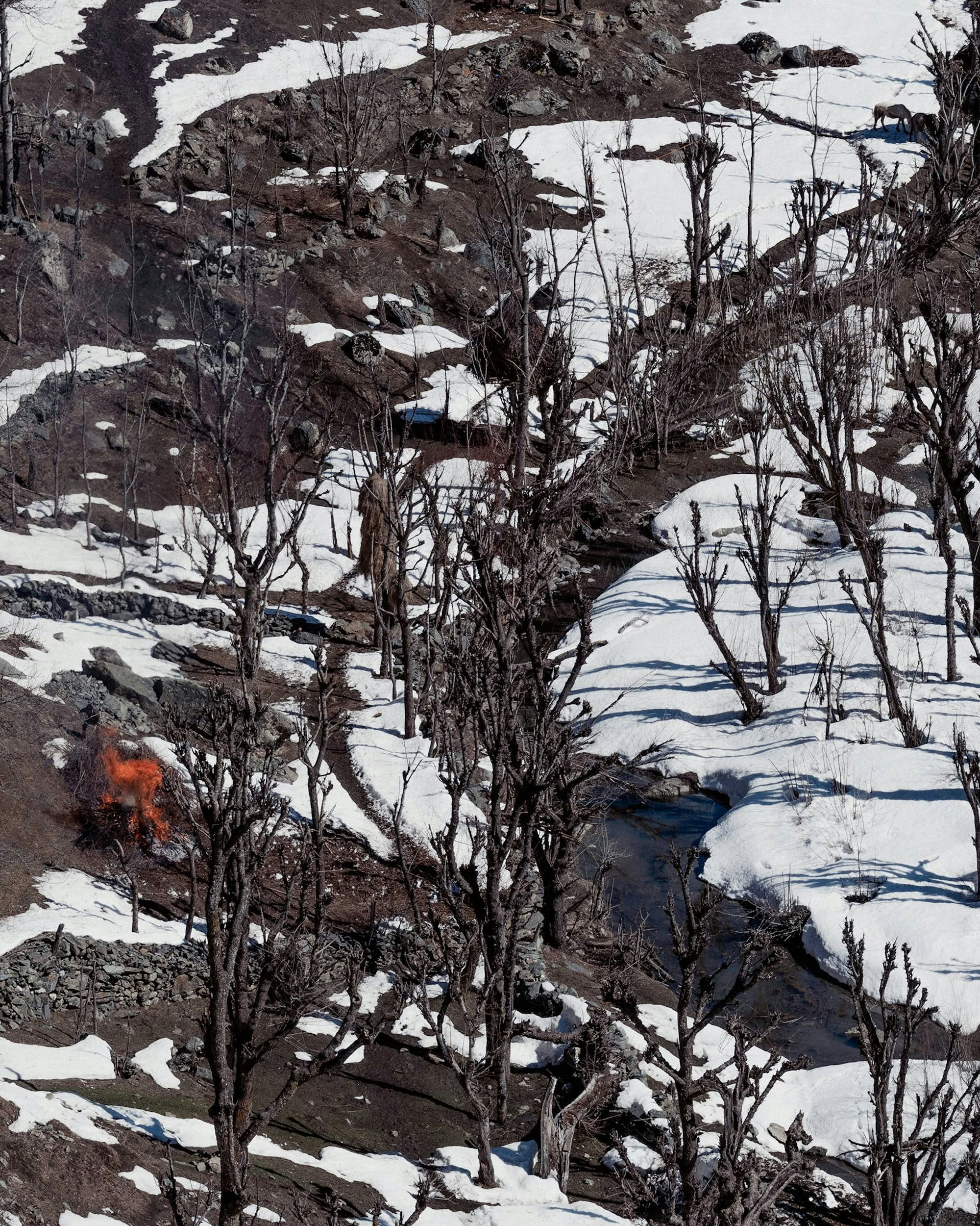 Close-up of a snowy hill side with bare trees and a wildfire in Gulmag, Kashmir © Aaryan Sinha