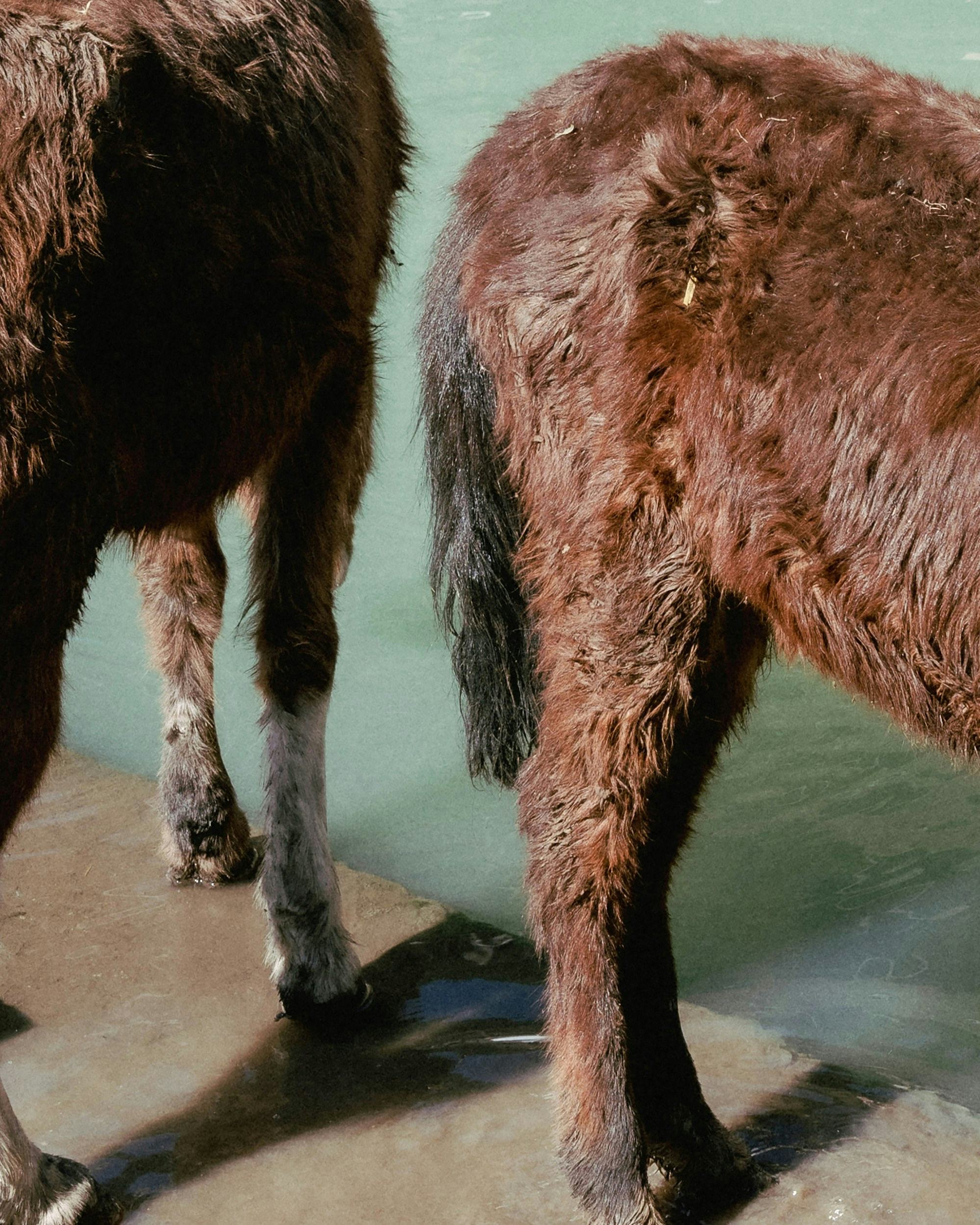 Close-up of two brown furry donkeys, showing their legs and hindside © Aaryan Sinha