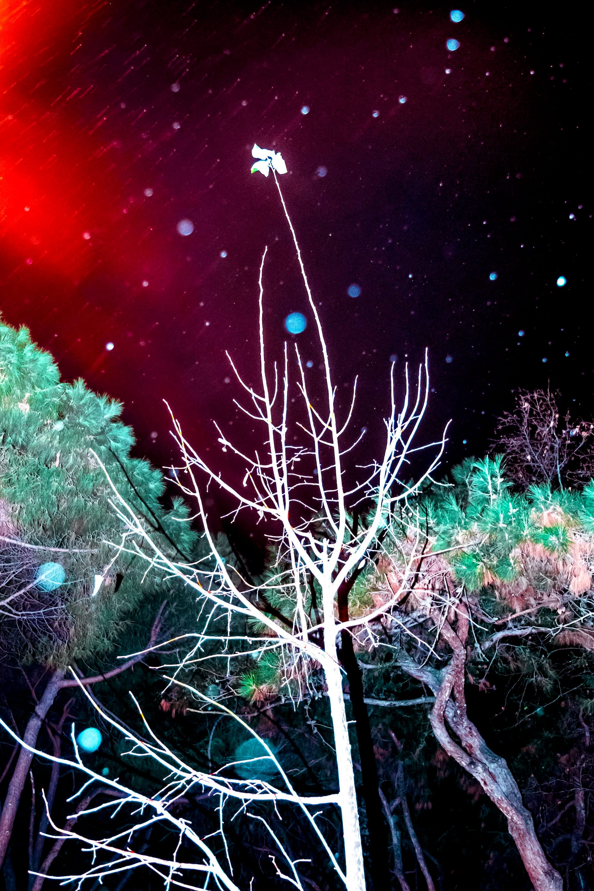 Photo of trees at night, using flash. © Oğulcan Arslan