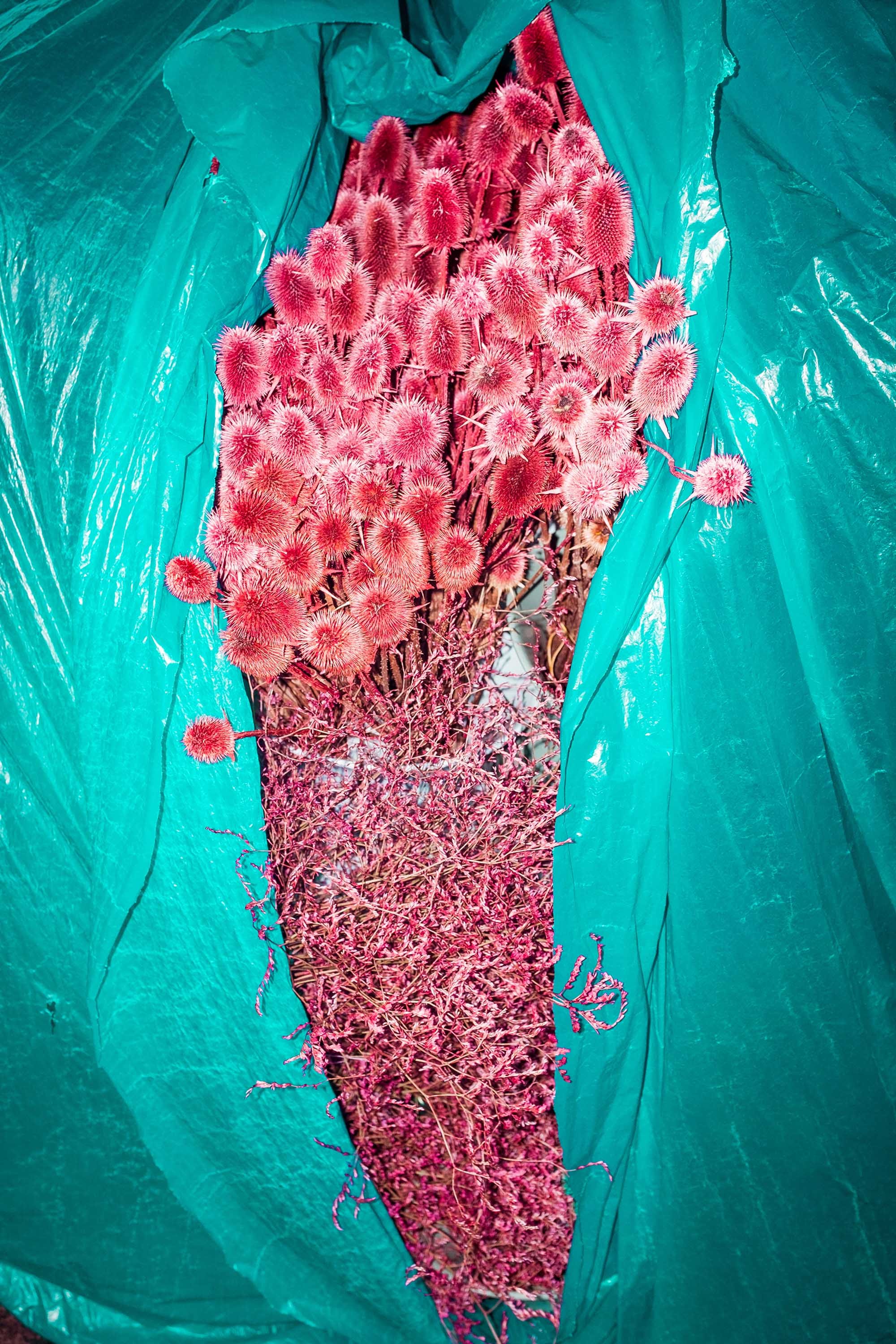 Photo of dried red flowers spilling out of a green plastic bag. © Oğulcan Arslan