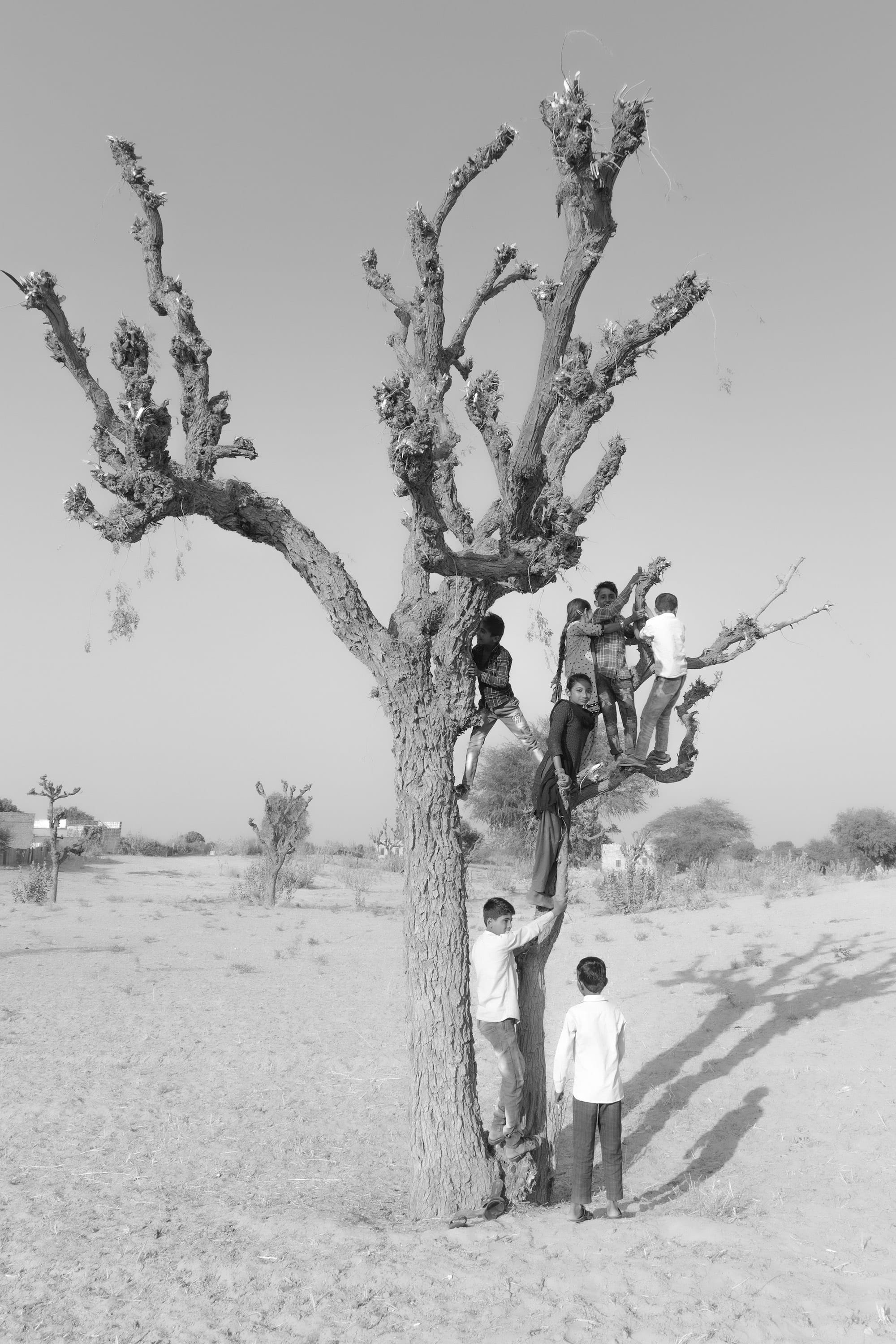 Black and white image of a lonely tree in a sandy environment, with neighbourhood children climbing into it © Aaryan Sinha