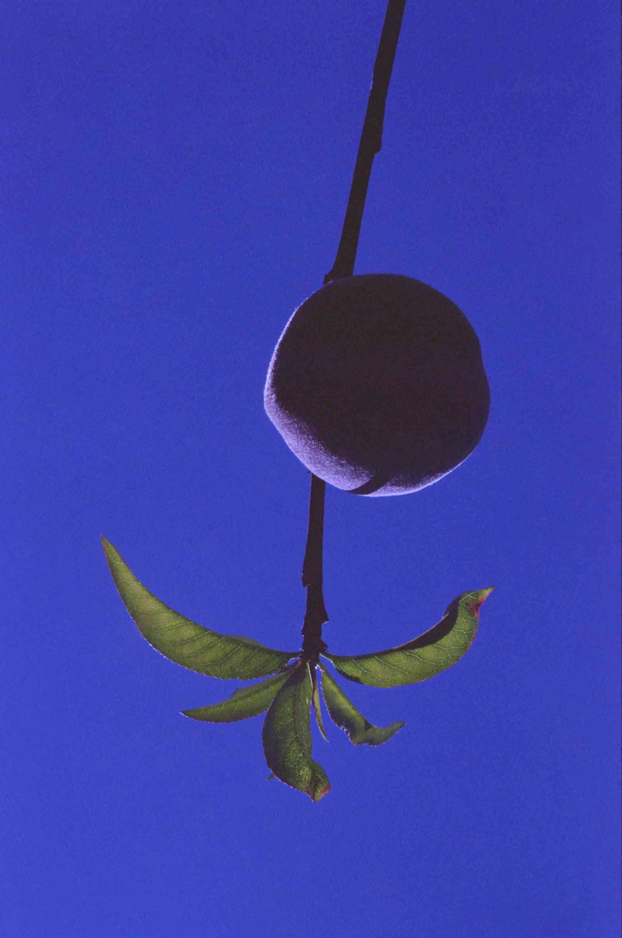 Abstract image of a peach plant in front of a blue surface © Marisol Mendez