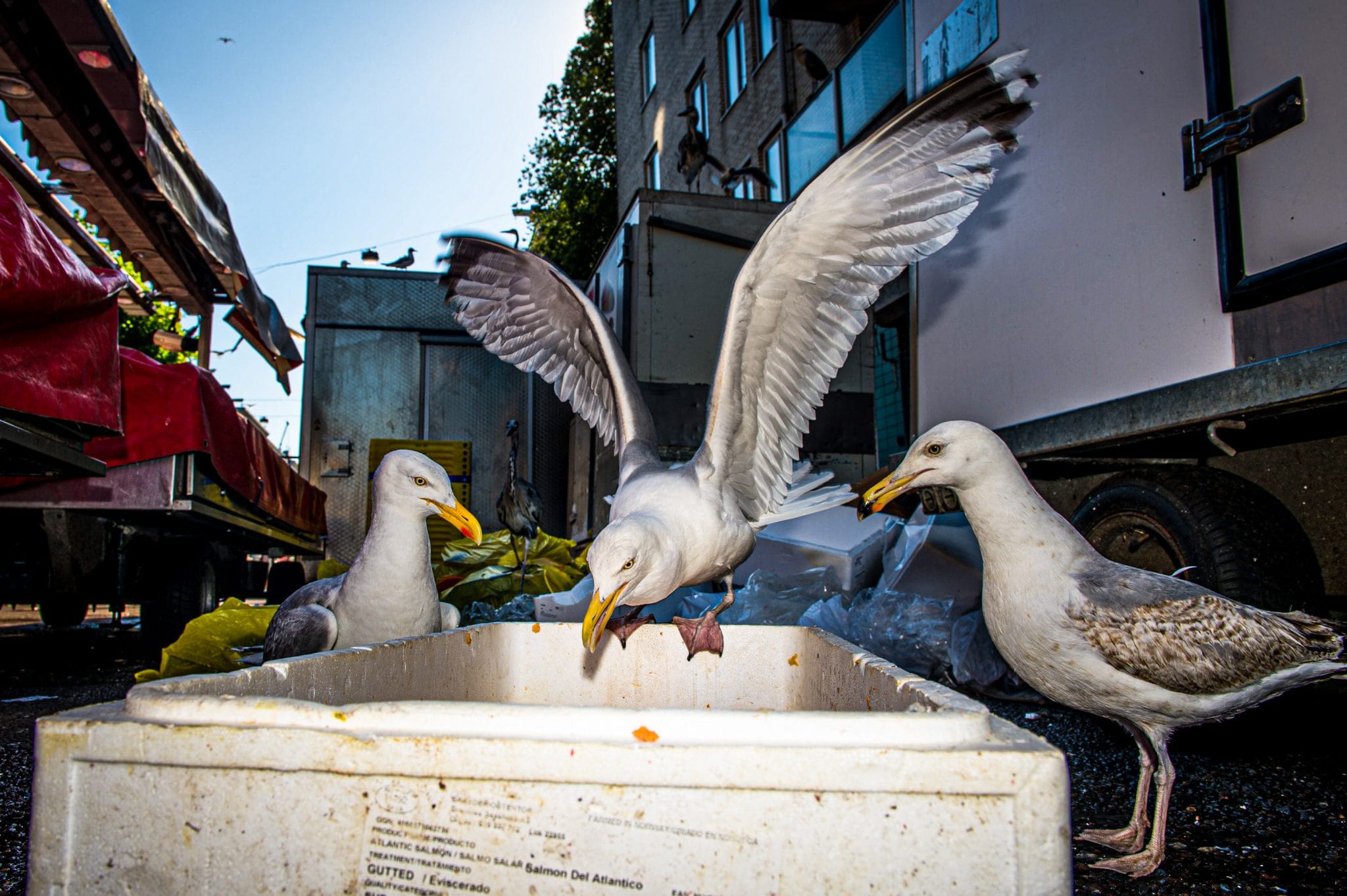 3 seaguls ready to eat