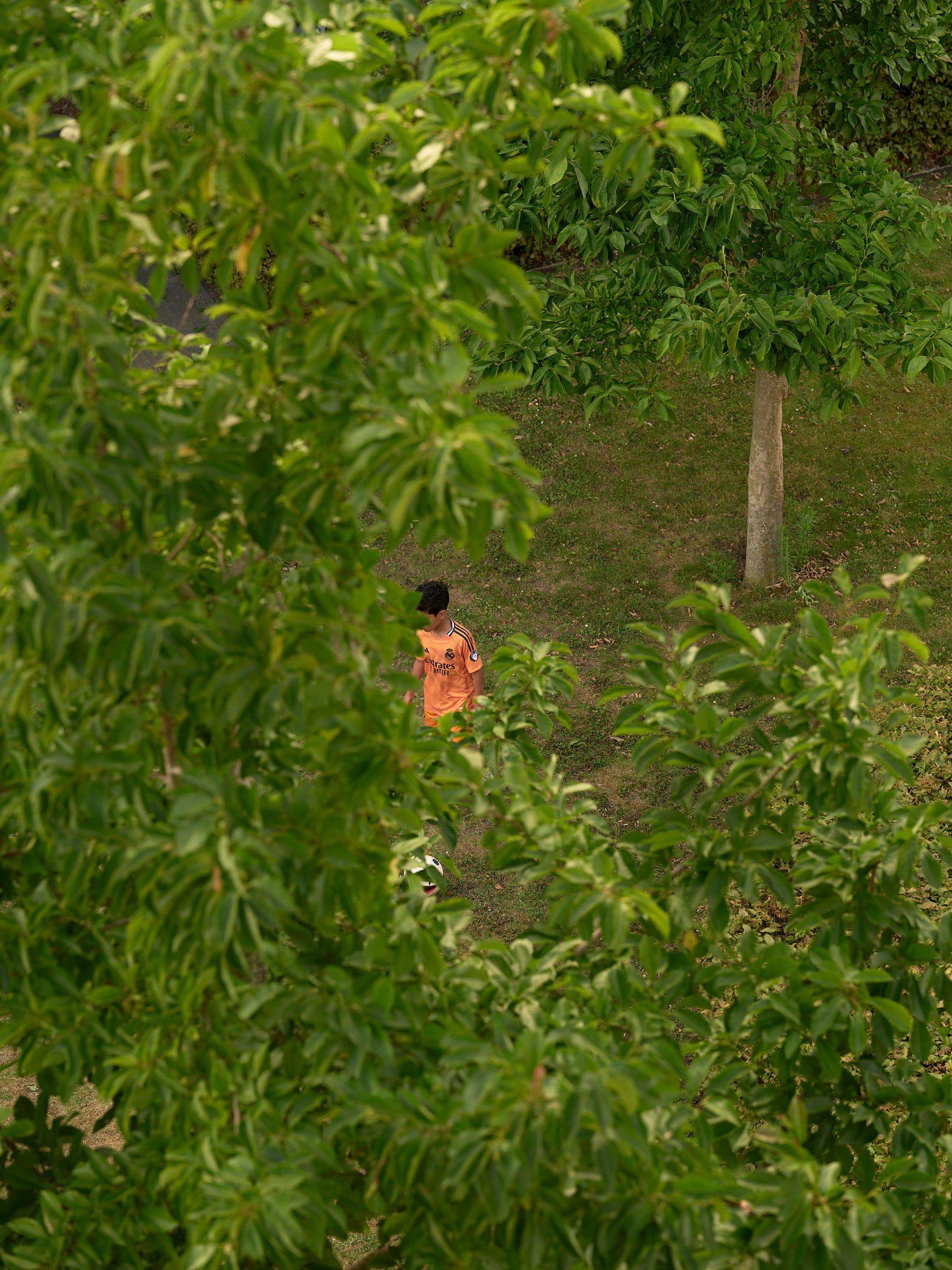 A person in an orange shirt walking on a grassy area, partially obscured by lush green tree leaves.