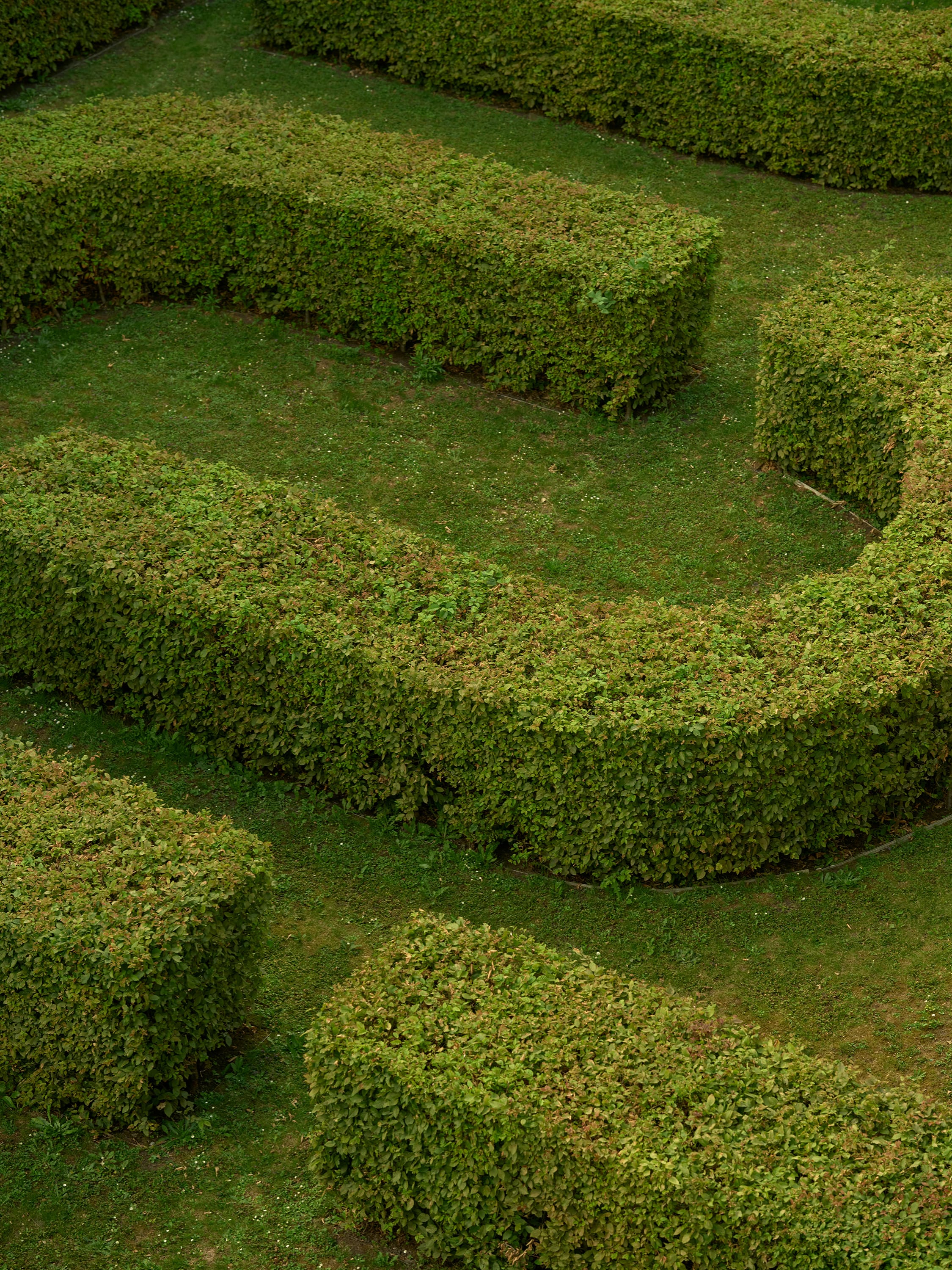 Aerial view of a neatly trimmed hedge maze with lush green grass pathways.