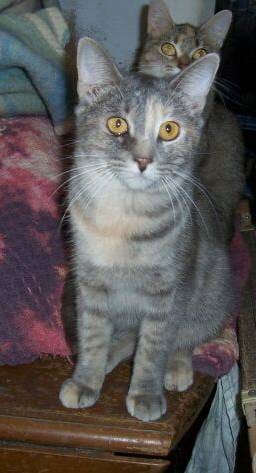 Image of a cat