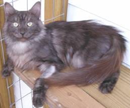 Image of a cat