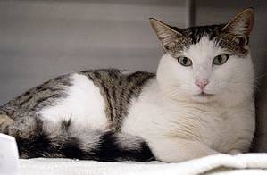 Image of a cat