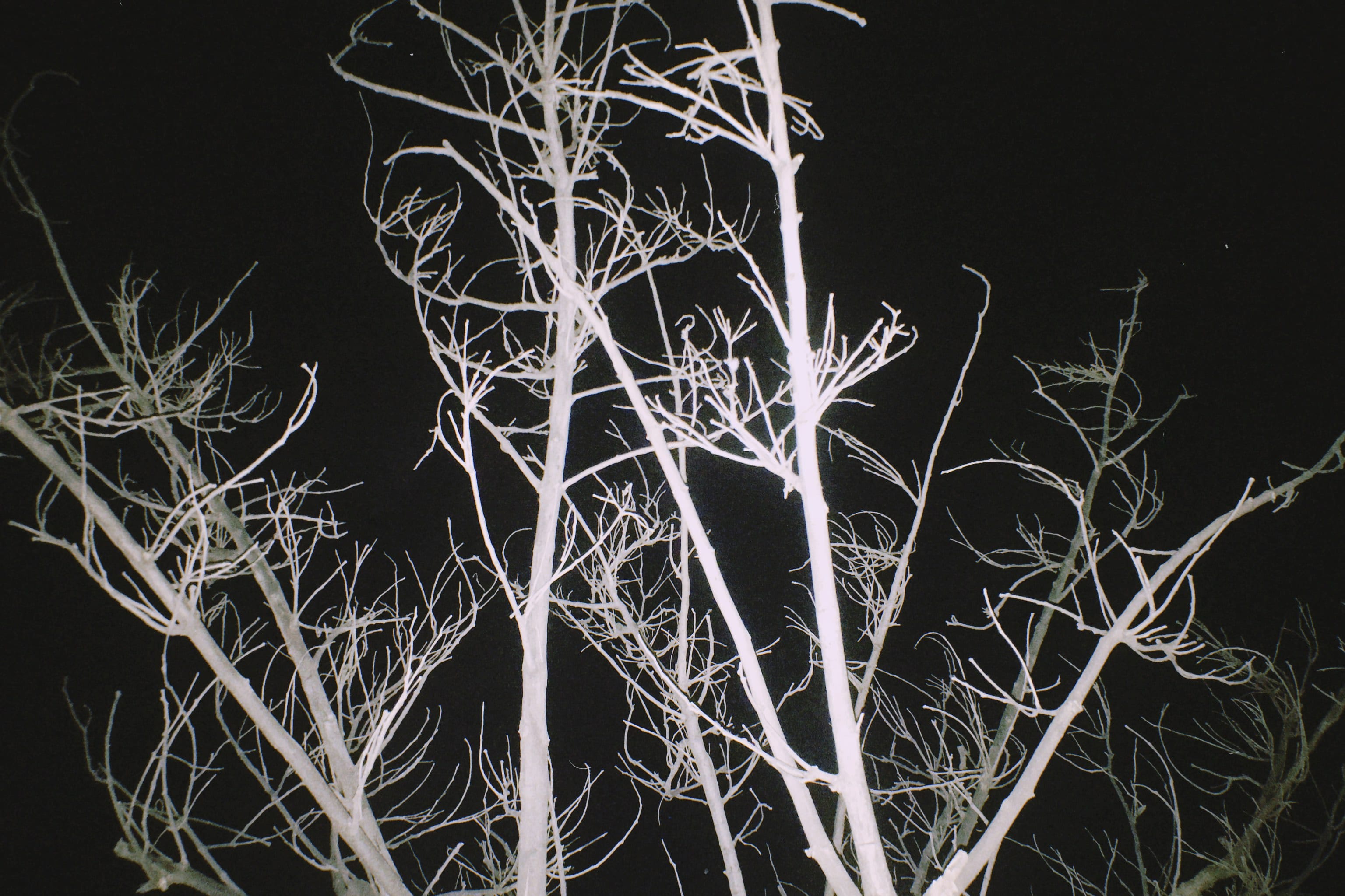 Black and white image of branches of a tree against a black sky. © Issam Larkat