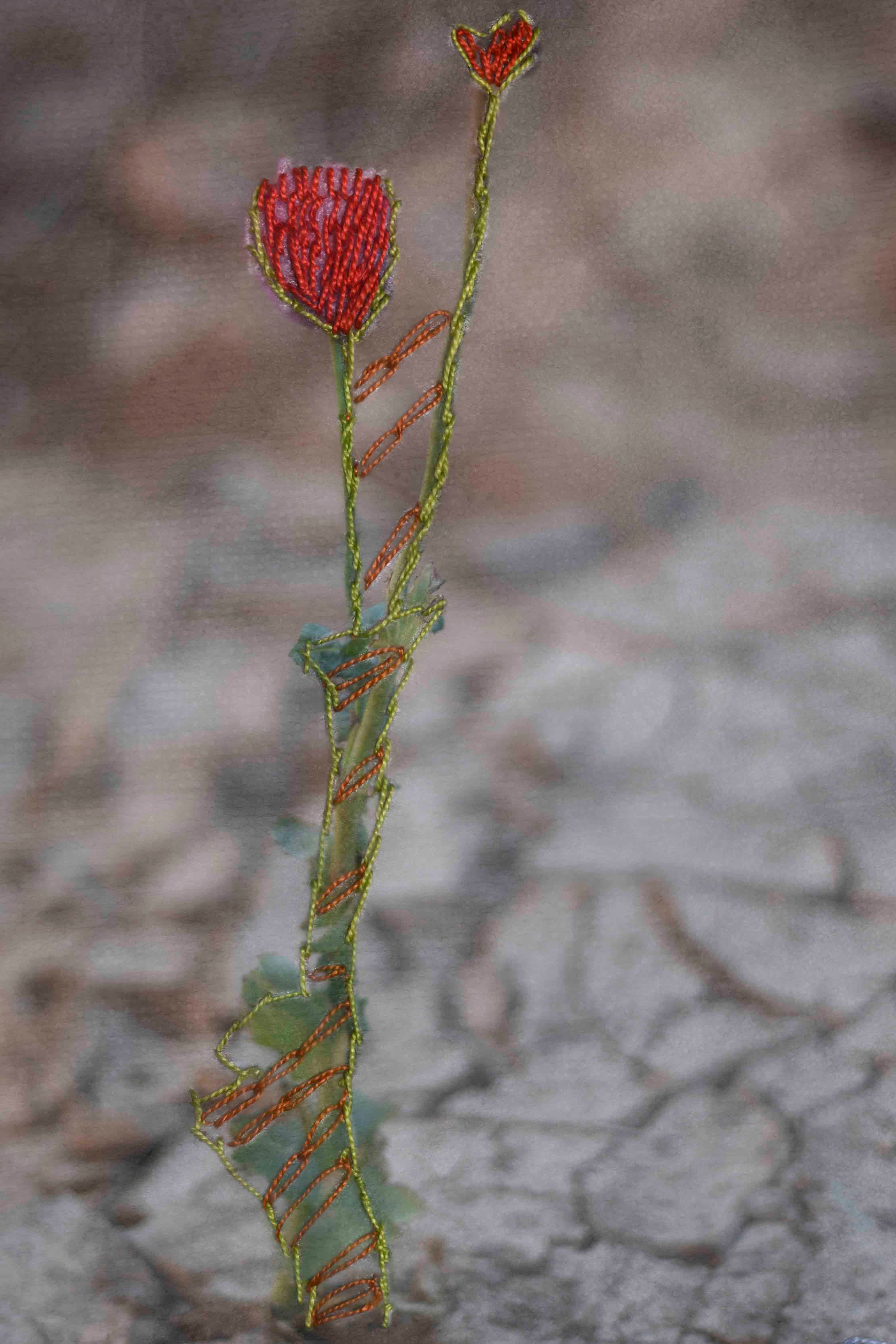 Close-up image of a flower growing out of the cracks of dry land. The image of flower is entirely covered by embroidery © Rehab Eldalil