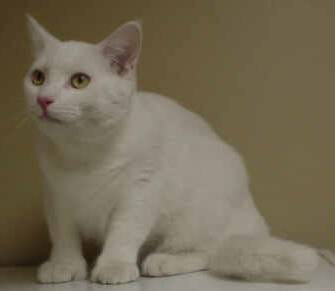 Image of a cat