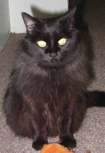 Image of a cat