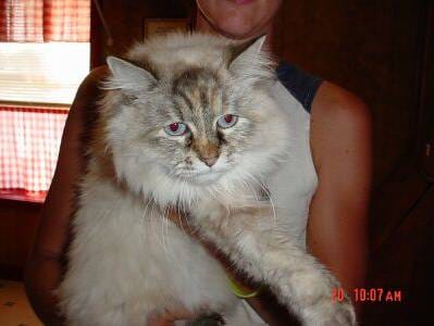 Image of a cat