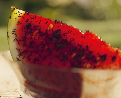 watermelon covered in ants