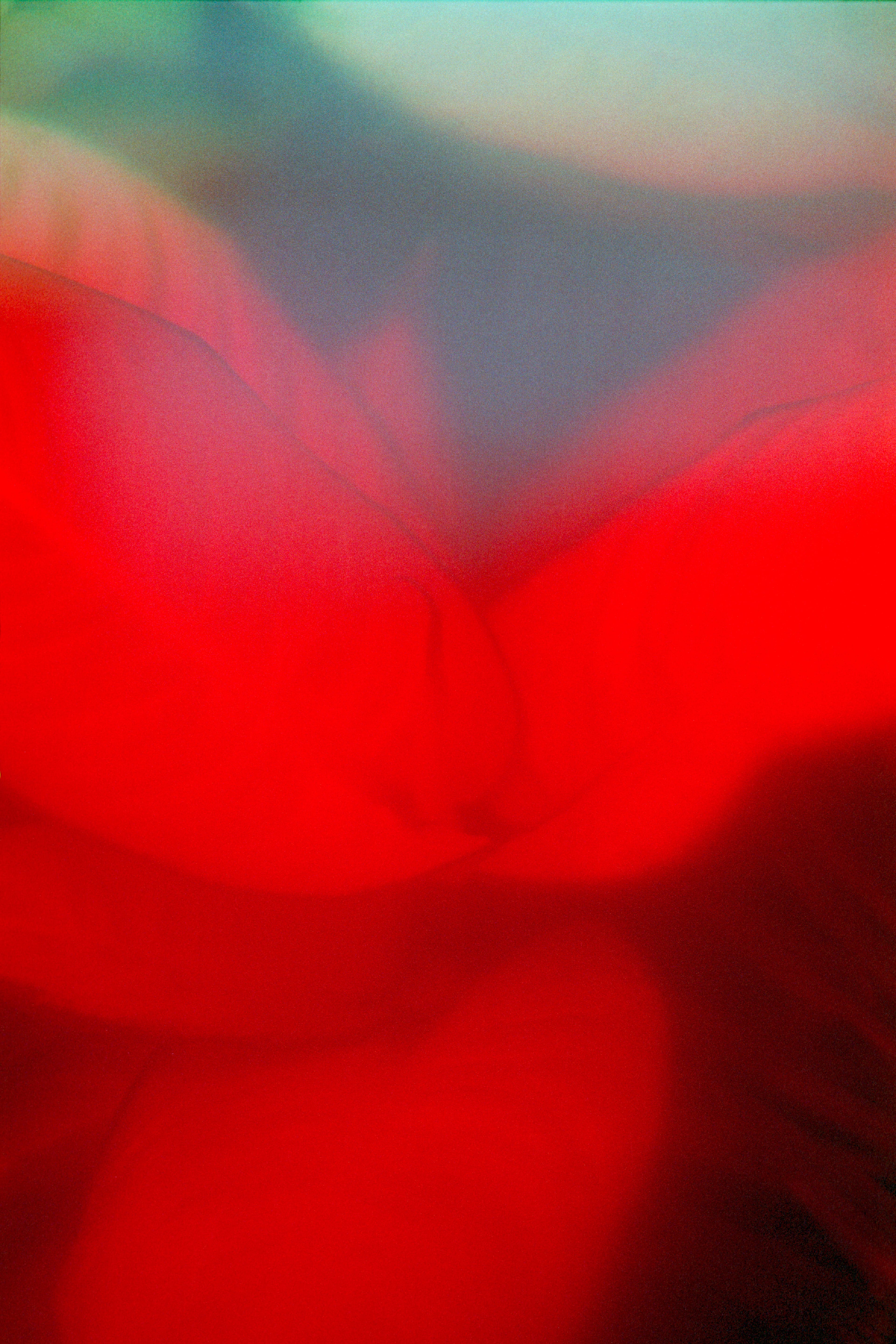 Big red plant leafs