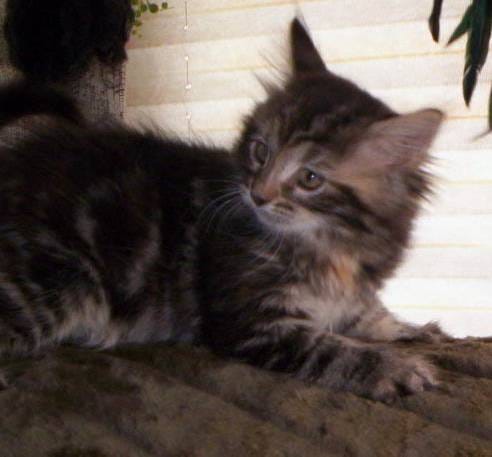 Image of a cat