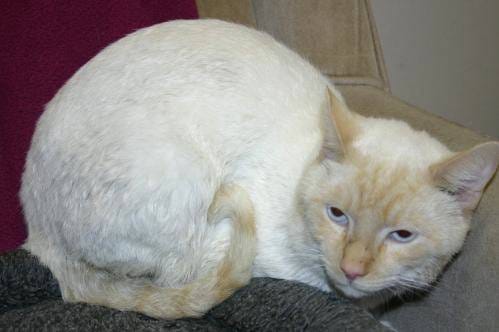 Image of a cat