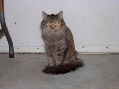 Image of a cat