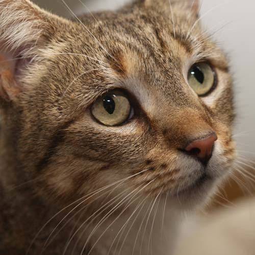 Image of a cat