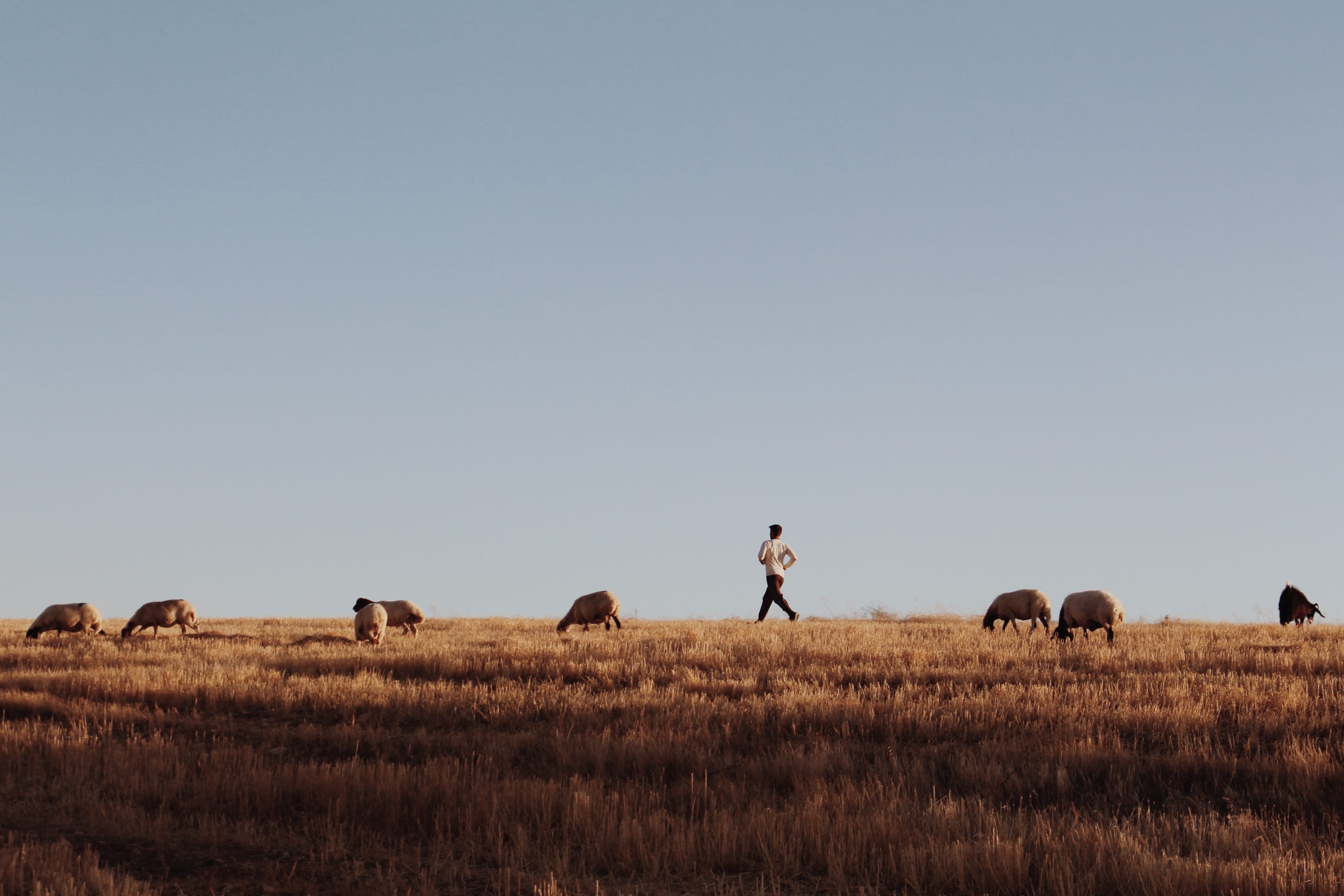 Photo of a young man being greeted by the rising sun whilst tending to his flock of sheep on the fields © Yasemin Demirözcan