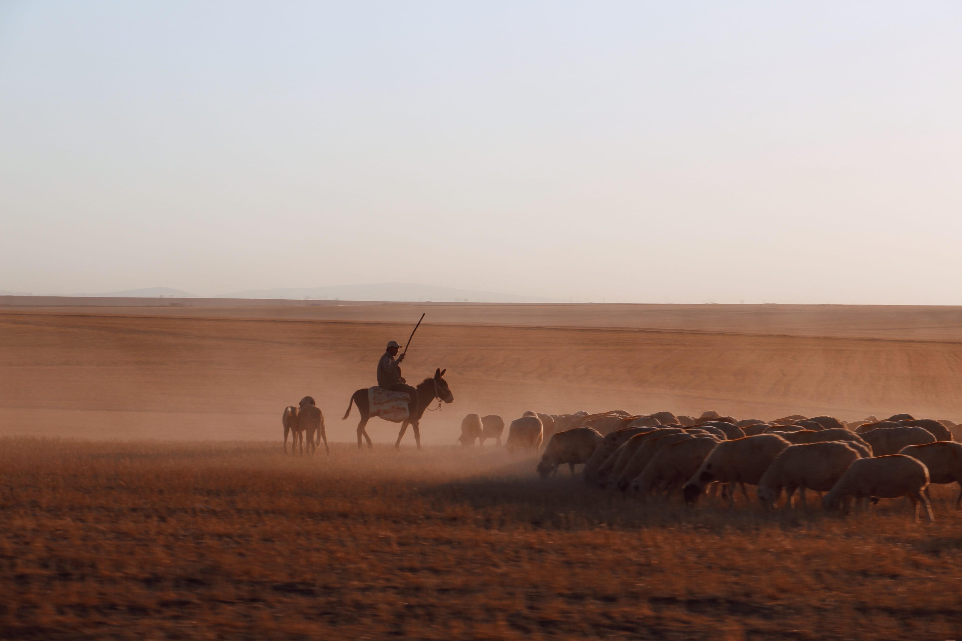 Photo of a shepherd directing his flock through a dusty landscape © Yasemin Demirözcan