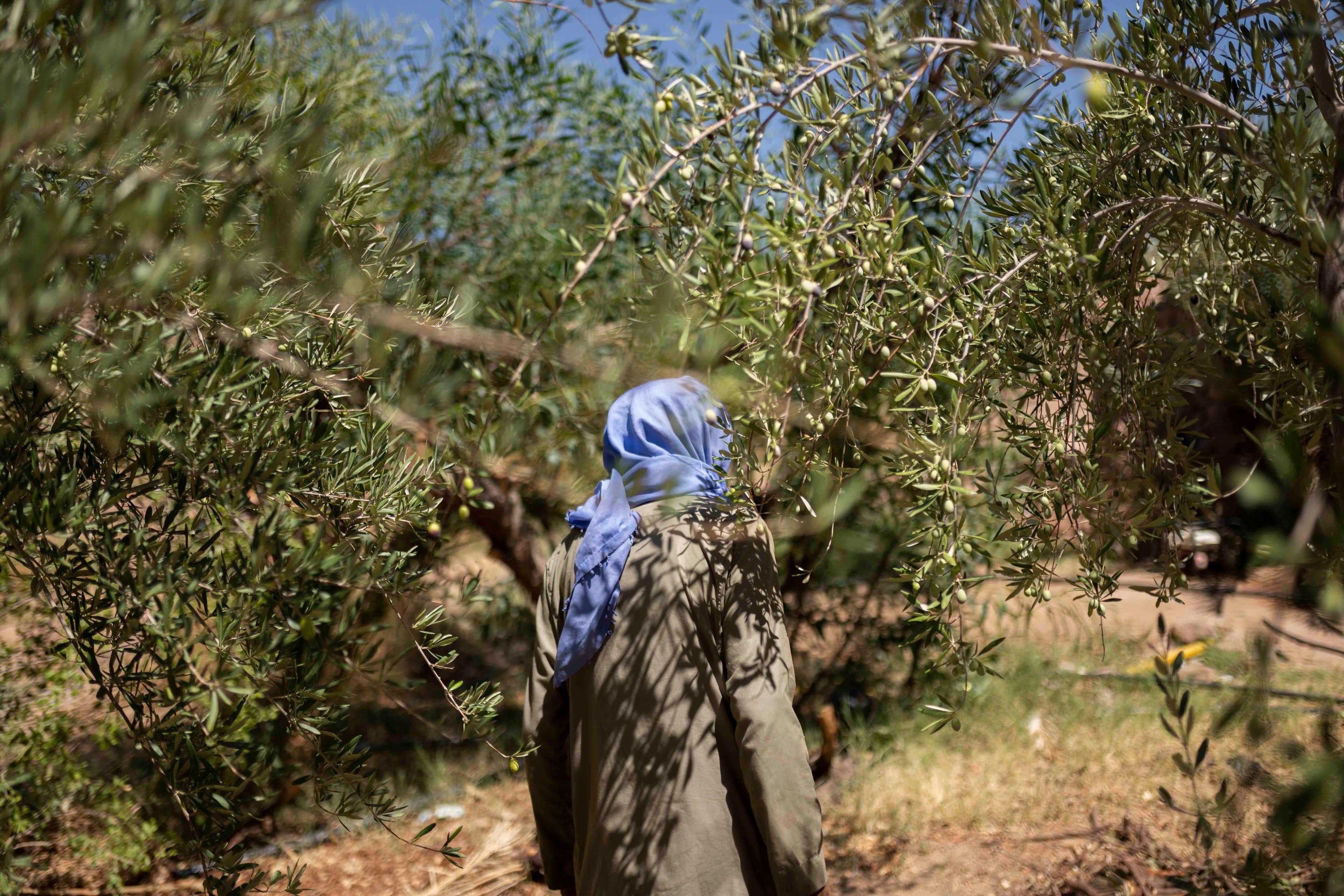 Photo of a figure in between olive trees, wearing a blue head scarf © Rehab Eldalil