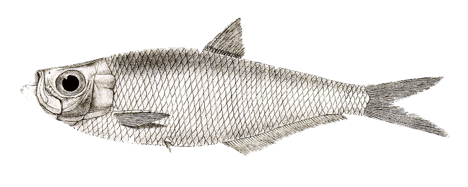 Illustration of a fish. © Akshay Mahajan