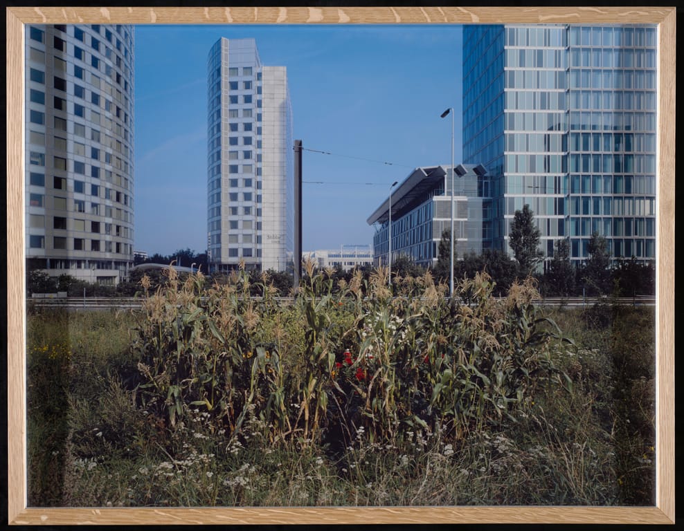 Empty lawn with shrubbery and in the background large office buildings. Photograph by Jasper Wiedeman