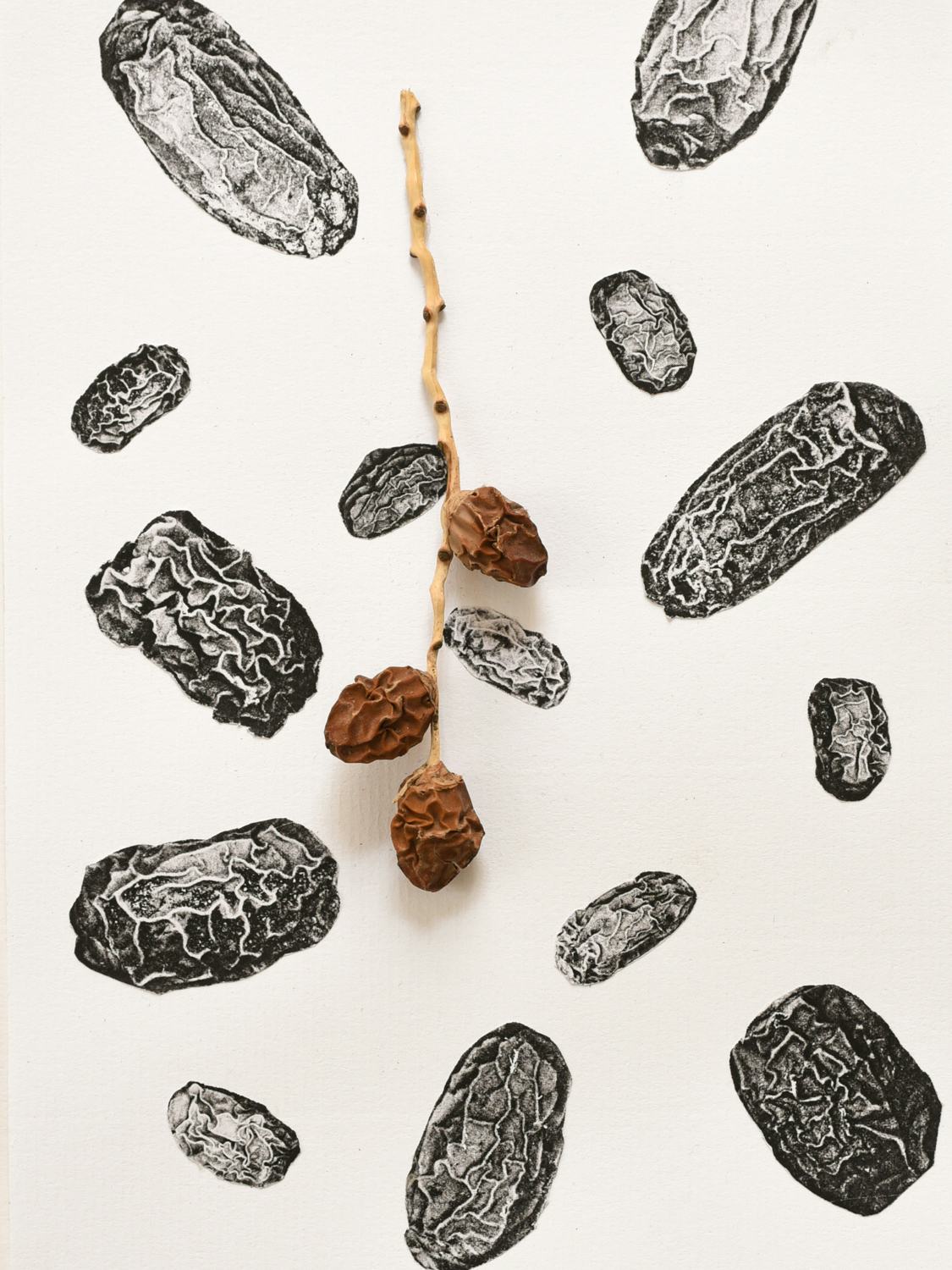 Black and white image of dried dates, with actual dried dates on top
