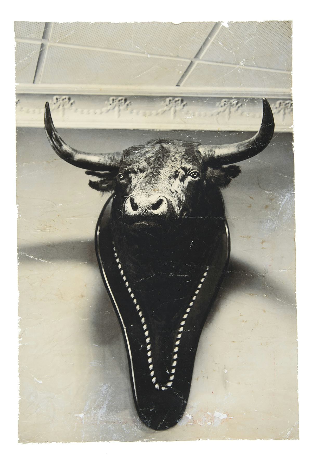 Black and white image of a 'bravo' bull's head on a wall. © Lucia Higuera