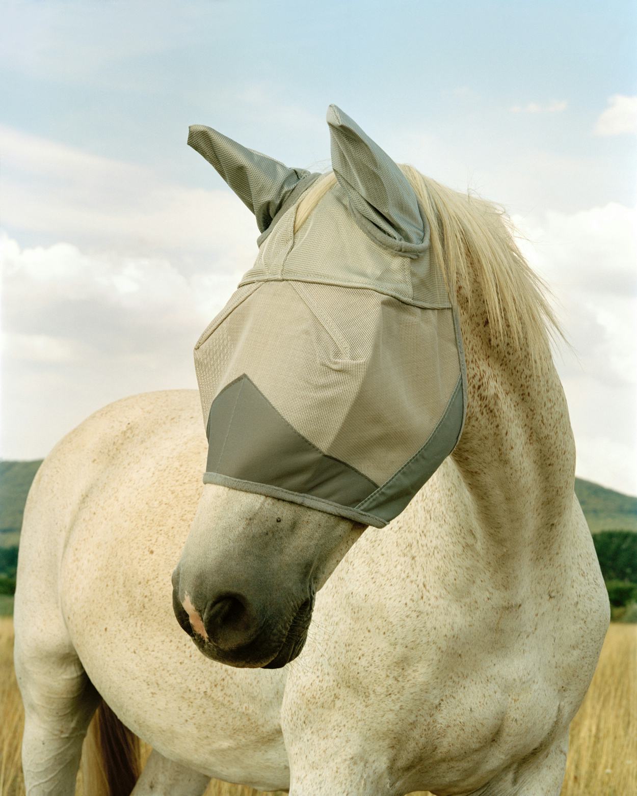 Photo of a horse wearing a head mask