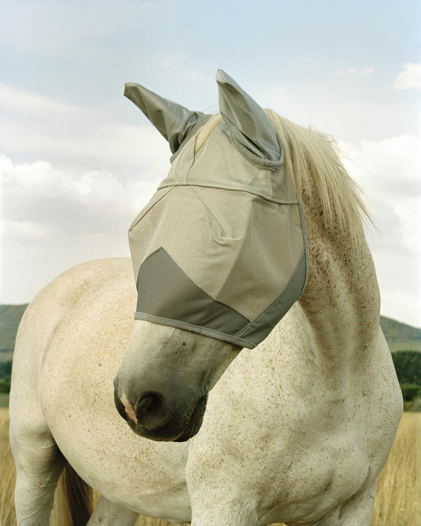 Foam Editions: Kata Geibl - The Race Horse, From the series There is Nothing New Under the Sun, 2021