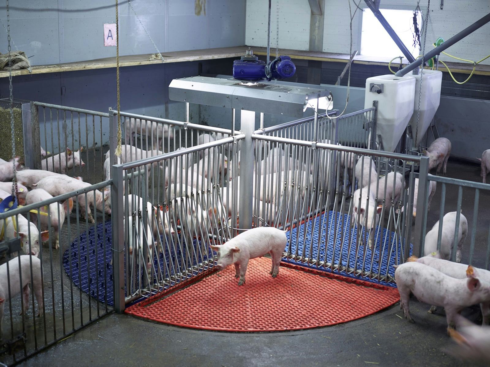 Pigs at Varkens Innovatie Centrum (VIC) Sterksel © Henk Wildschut